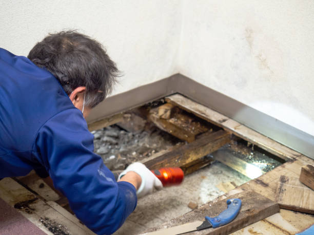 Best Mold Remediation for Specific Building Types in St Louis, MO