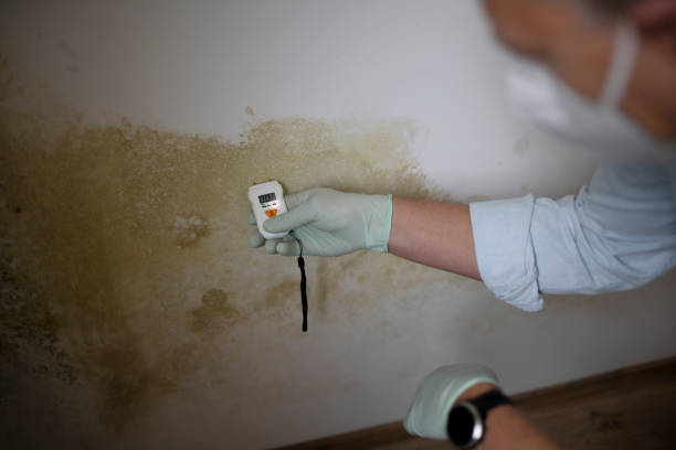 Best DIY Mold Remediation Support Services in St Louis, MO