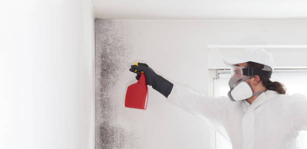 Best Black Mold Remediation in St Louis, MO