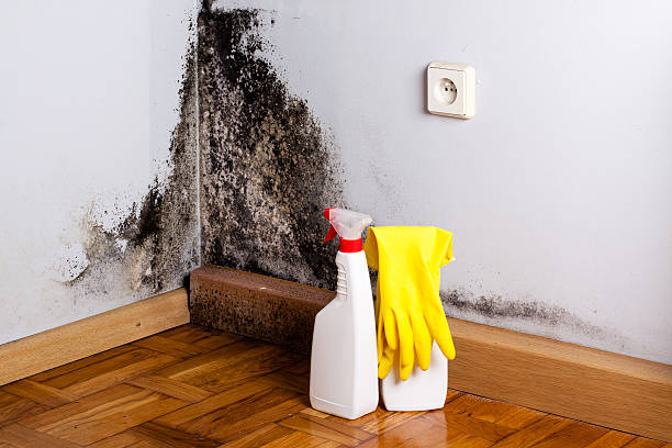 Best Residential Mold Remediation in St Louis, MO